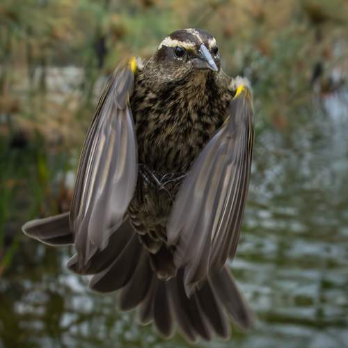 Photo #13105654