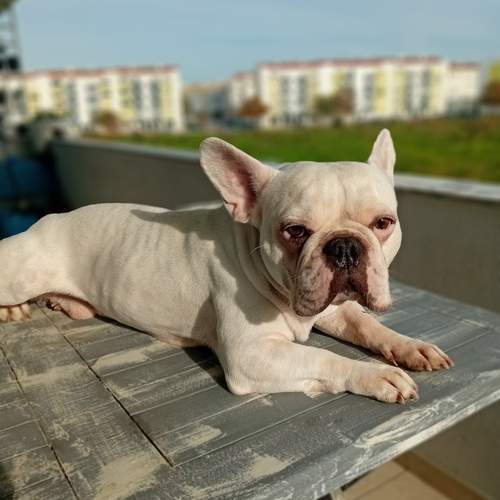 Photo #13105662