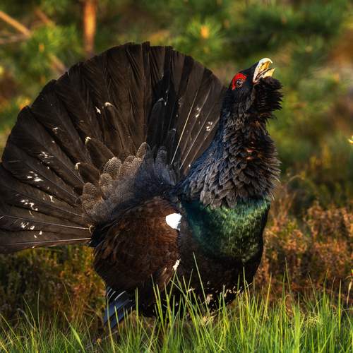 Фотография #13106250