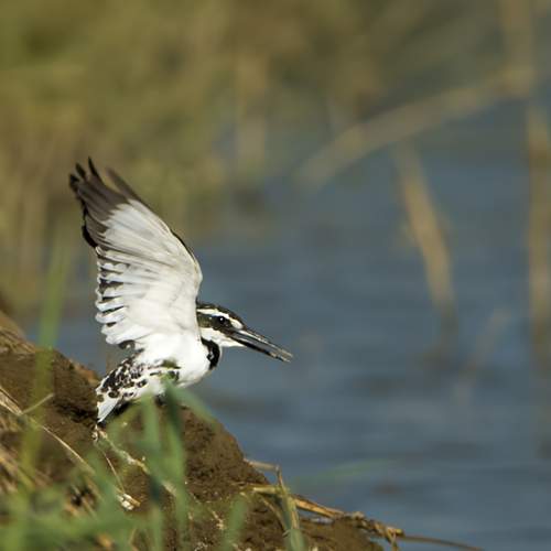 Photo #13106360