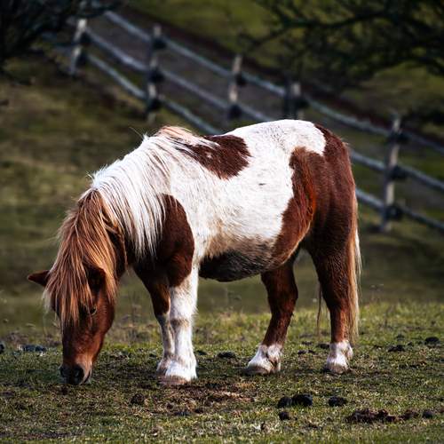 Photo #13106410