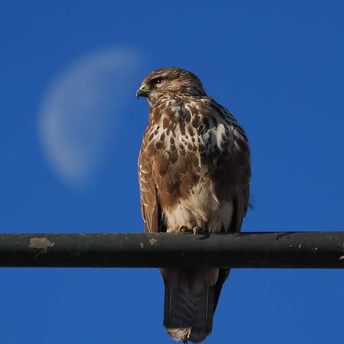 Photo #13106836