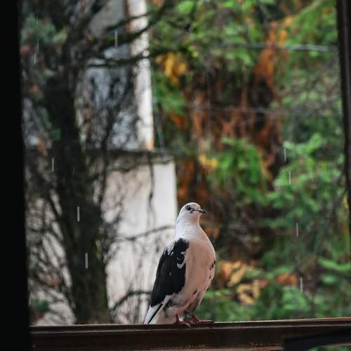 Photo #13106904