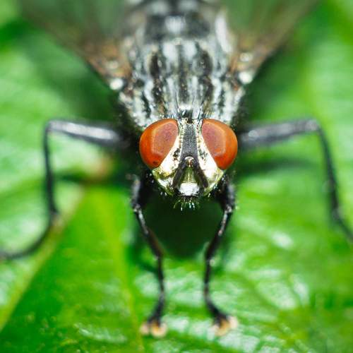 Grey Meatfly on a green garden leaf