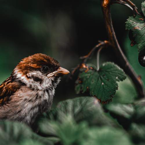 A little bird with a little berry
