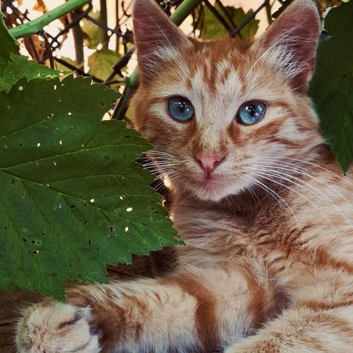 Photo #13107504