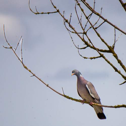 Photo #13107995