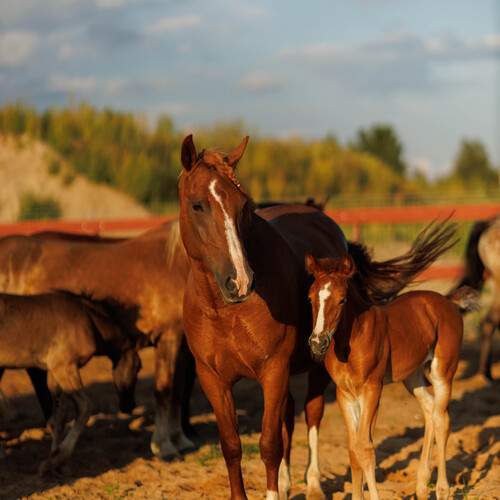 Фотография #13108084