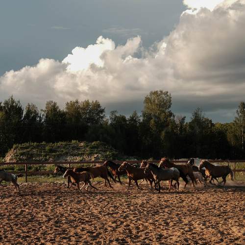 Фотография #13108085