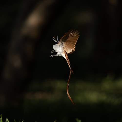Indian Paradise Flycatcher