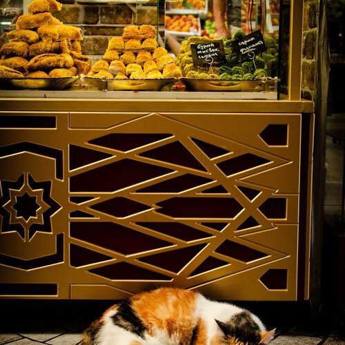 Photo #13108402