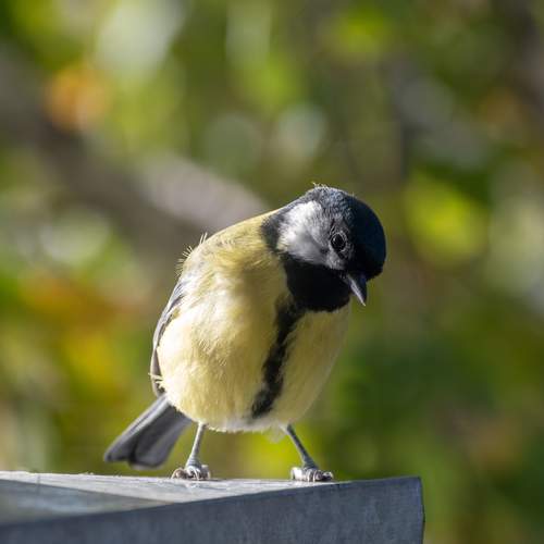 Фотография #13108419