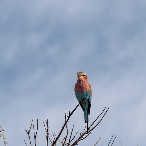 Photo #13108483