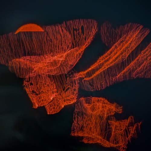 Flying Fire Grandmother