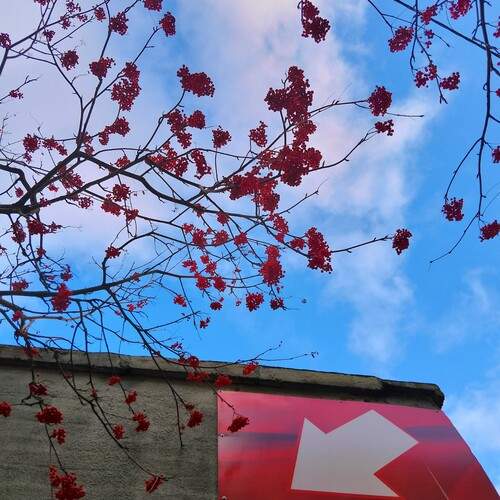 Photo #13108844