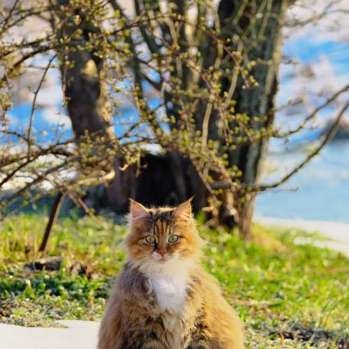 Photo #13108904