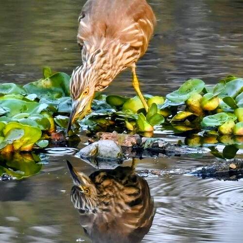Photo #13109305