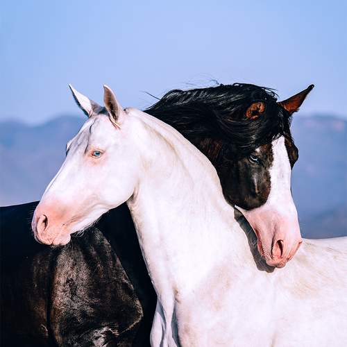 Yin Yang