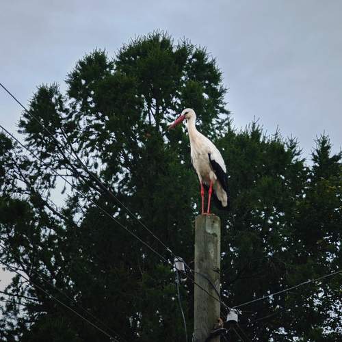 Photo #13109482