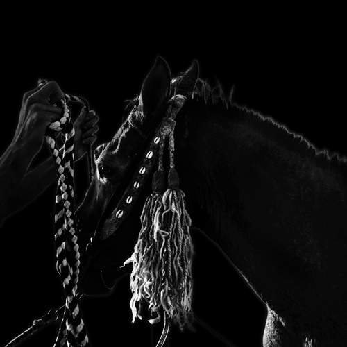 Photo #13109796