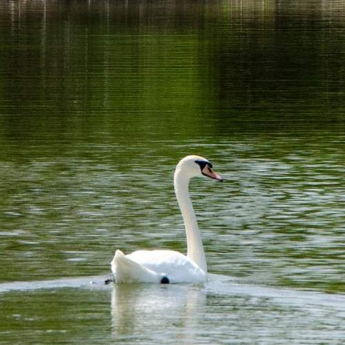 Swimming mute swan