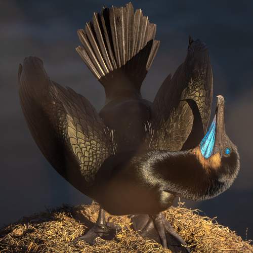 Фотография #13109893