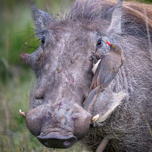 Photo #13110041