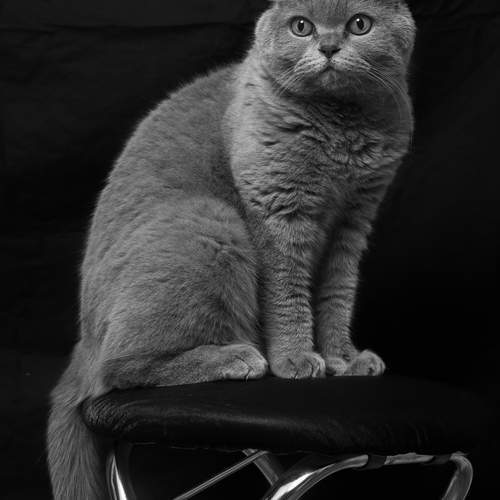 Photo #13110132