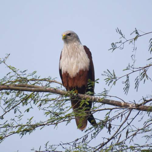 Photo #13110286