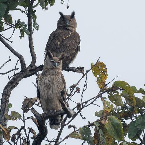 Dusky eagle-owls.