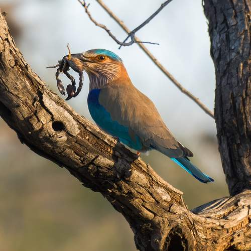 Indian roller kill Black Scorpion