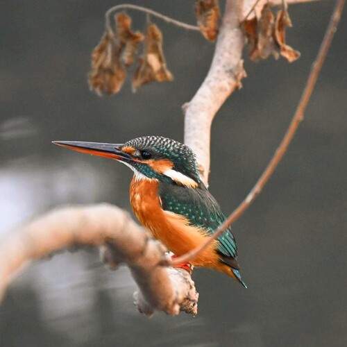 Photo #13111295