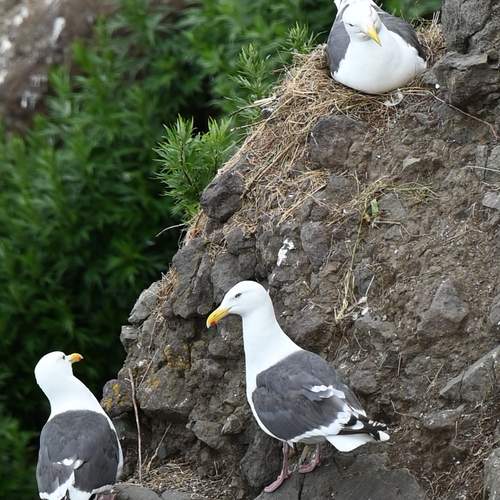 Photo #13111338