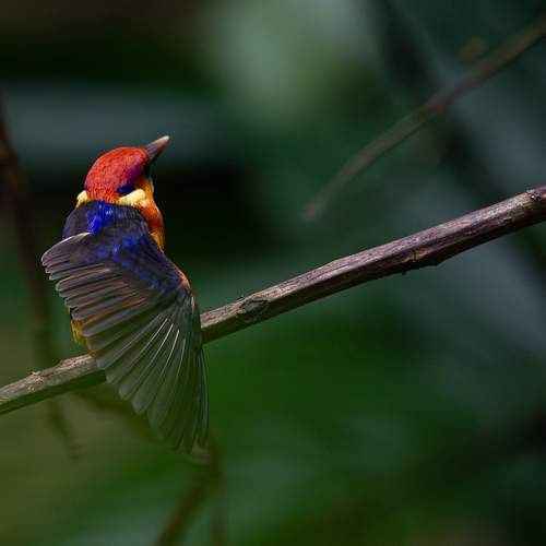 Фотография #13111403