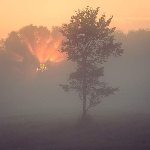 Photo #13111409