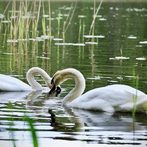 История Любви - Лебединая песня