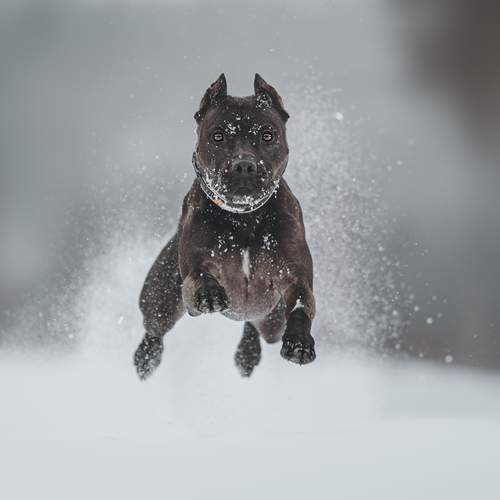 Photo #13111531