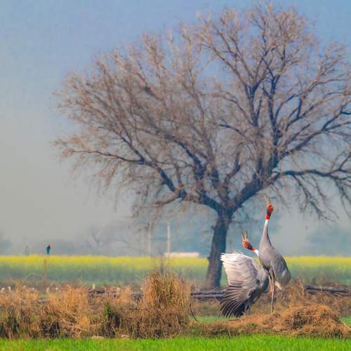 Sarus Cranes