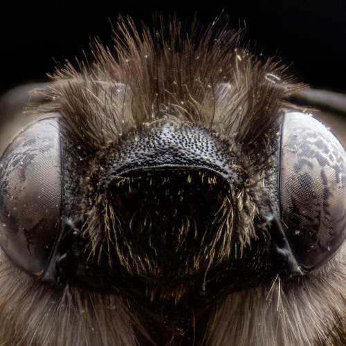 Photo #13111835