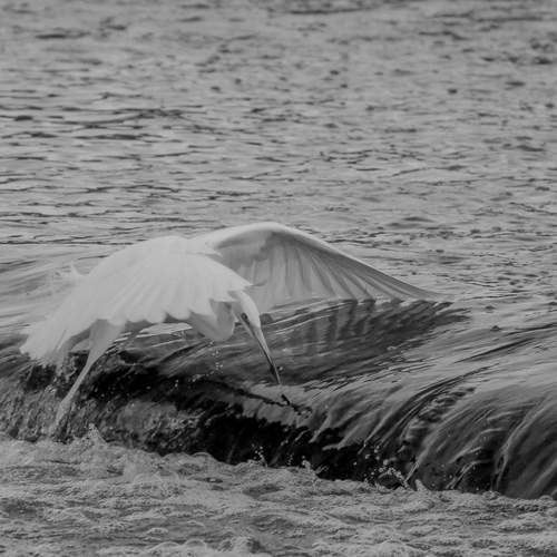 Photo #13111964