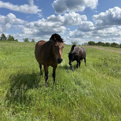 Photo #13112118