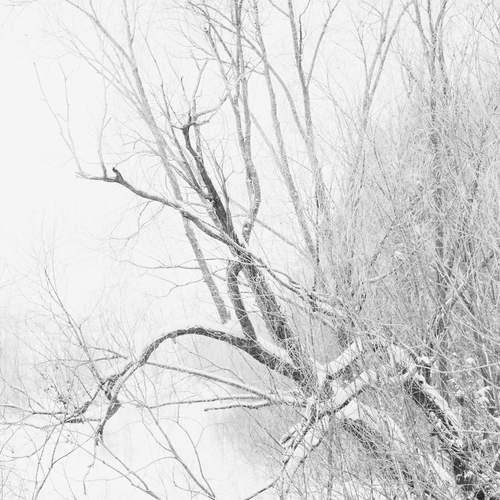 Photo #13112728