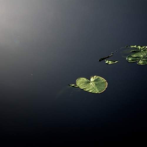 Photo #13112981