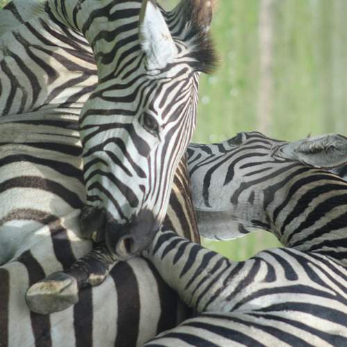Photo #13113048