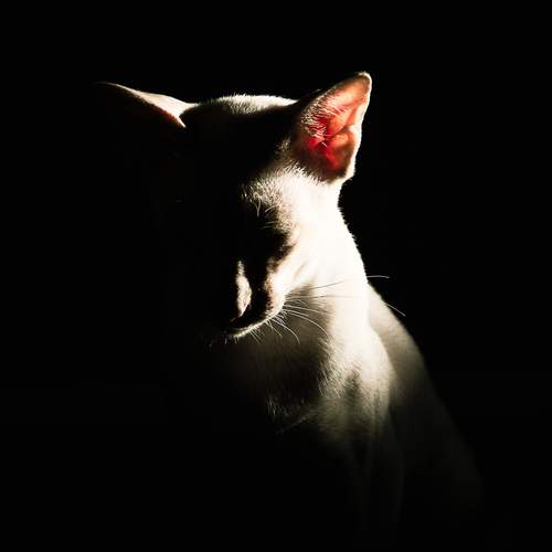 Photo #13113090