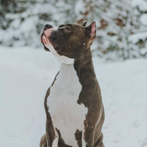 Photo #13113305