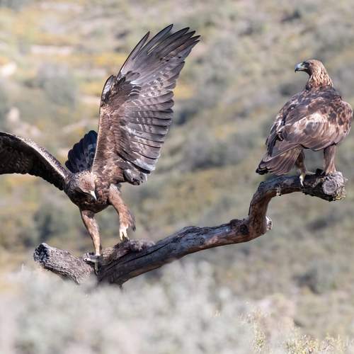 il pasto dell\'aquila