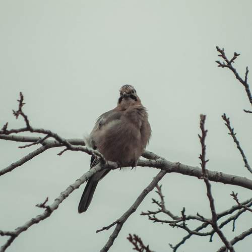 Photo #13113485