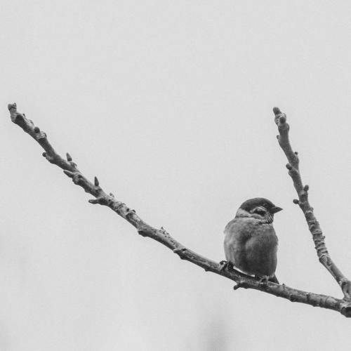 Photo #13113492