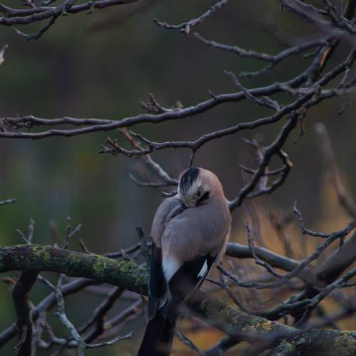 Photo #13113535